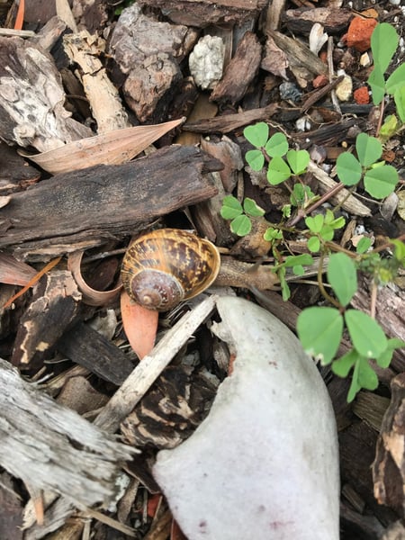 A snail and sprouting clover among decaying wood and rocks on forest ground. — San Francisco