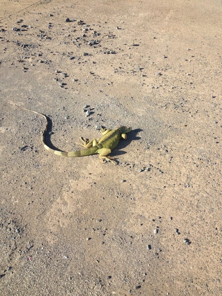 Yellow-green iguana on sandy beach with scattered dark pebbles, photographed from ground level. — San Juan
