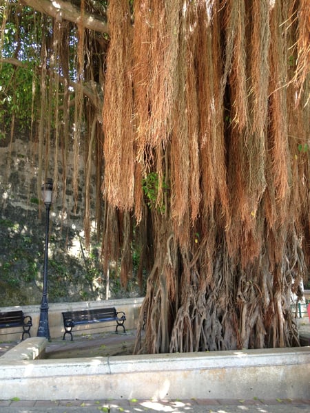 Ancient Ficus tree with massive hanging aerial roots in a public plaza in Old San Juan, Puerto Rico, viewed from ground… — Plazuela de Isabel I de Castilla, San Juan