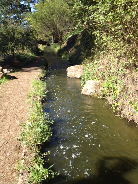 A flowing creek runs alongside a dirt trail lined with lush vegetation and overhanging trees in a wooded area. — Golden Gate Park, San Francisco