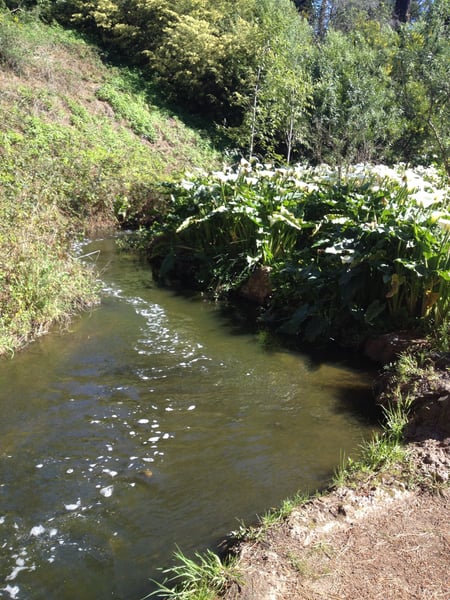 A calm stream at Lloyd Lake lined with lush vegetation and white flowering plants, viewed from the grassy bank. — Inner Sunset, San Francisco
