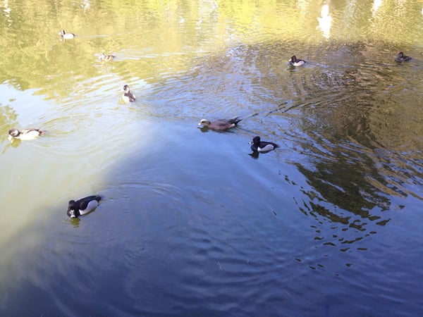 Ducks and waterfowl swimming in Lloyd Lake in San Francisco's Golden Gate Park. — Inner Sunset, San Francisco