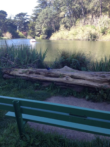 A calm lake viewed from a green bench, with forested shoreline, reeds, and a small white boat in the distance. — Golden Gate Park, San Francisco