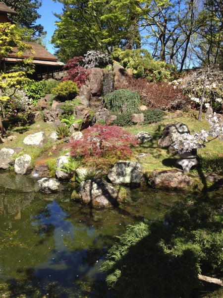 A manicured garden with pond, rocks, flowering shrubs, and mature trees under clear sky. — Golden Gate Park, San Francisco