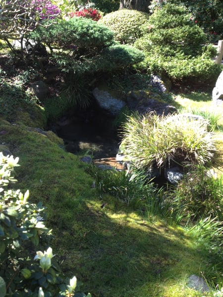 A shaded garden stream surrounded by lush green vegetation, manicured shrubs, and blooming flowers in a San Francisco… — Golden Gate Park, San Francisco