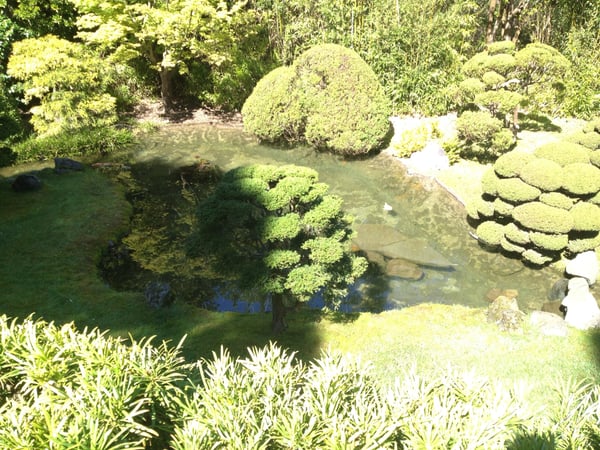 A tranquil pond surrounded by manicured trees, moss-covered rocks, and lush vegetation in a Japanese-style garden… — Golden Gate Park, San Francisco