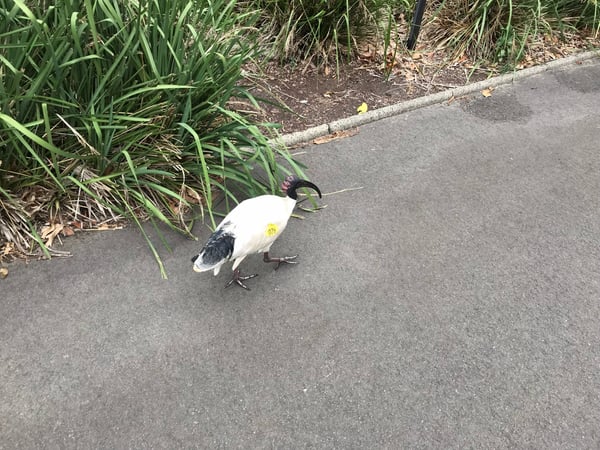A traveler's photo spot in Sydney, Sydney