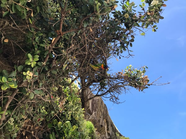 Colorful parrot perched in coastal vegetation overlooking Tamarama Beach on a clear summer day. — Tamarama, Sydney