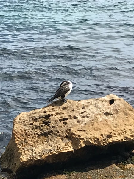A white-breasted sea eagle perched on a rocky outcrop overlooking the ocean at a Northern Beaches Council coastal… — Sydney