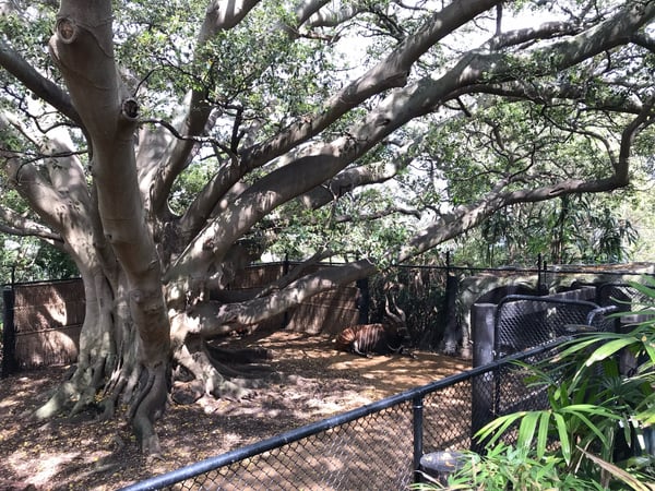 A massive spreading tree with thick horizontal branches provides shade over a fenced animal enclosure at Sydney Zoo. — Mosman, Sydney