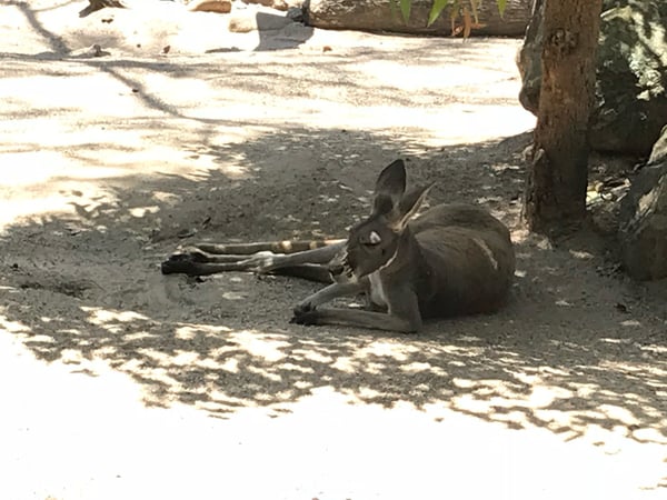A traveler's photo spot in Lower North Shore, Sydney