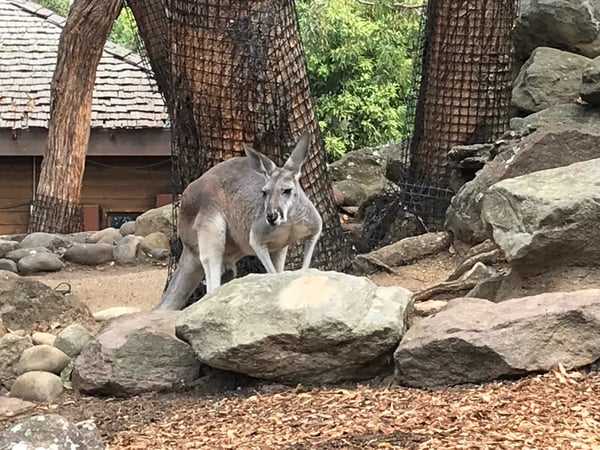 A kangaroo stands among rocks and trees in a natural enclosure with shelter structures visible in the background. — Mosman, Sydney