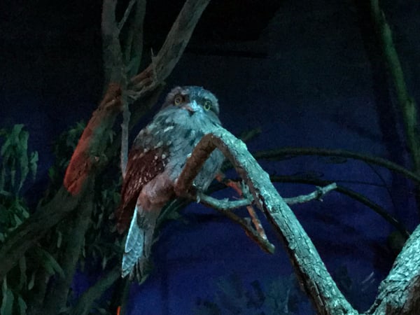 Kookaburra perched on a gnarled branch at night, photographed at close range in an outdoor setting. — Mosman, Sydney
