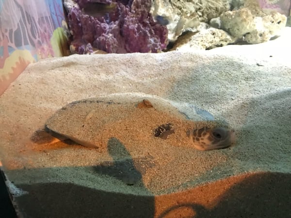 Stingray resting on sandy bottom at SEA LIFE Sydney Aquarium, viewed from above the tank. — Sydney, Sydney
