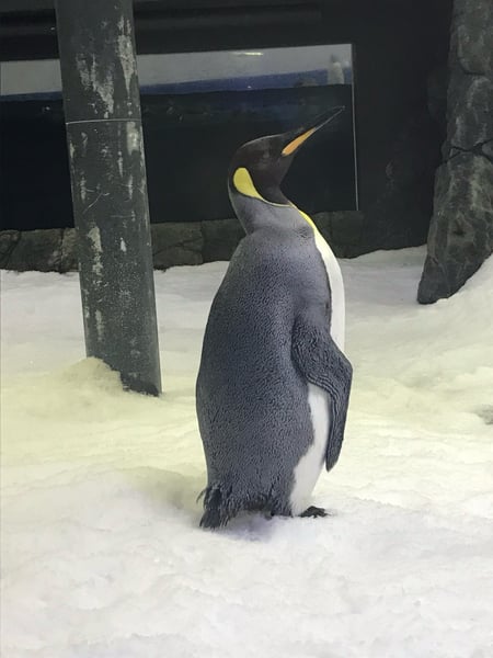 King penguin standing on artificial snow in an indoor enclosure at an aquarium or zoo facility. — Sydney, Sydney