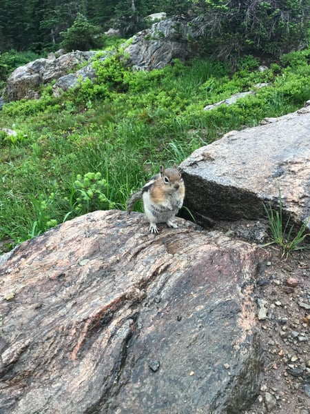 Golden-mantled ground squirrel on rocky outcrop along Dream Lake-Lake Haiyaha Trail near Estes Park, Colorado. — Dream Lake-Lake Haiyaha Trl, Rocky Mountain National Park