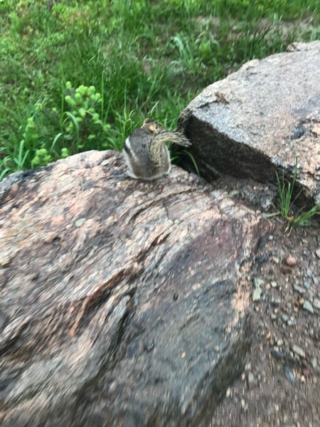 A small mammal, likely a marmot or ground squirrel, rests on a rocky surface along a mountain trail near Estes Park… — Dream Lake-Lake Haiyaha Trl, Rocky Mountain National Park