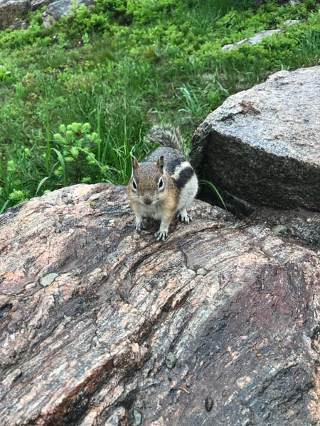 A ground squirrel stands on a granite boulder surrounded by alpine vegetation along a mountain trail. — Dream Lake-Lake Haiyaha Trl, Rocky Mountain National Park