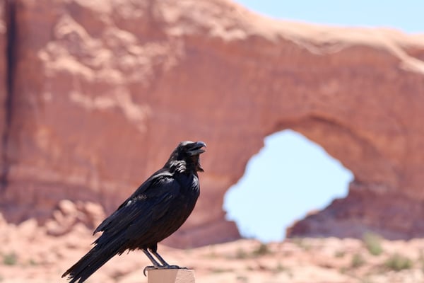 A raven perches on rock with a natural arch formation visible in the red rock landscape near Moab, Utah. — Arches National Park, Moab, Arches & Canyonlands