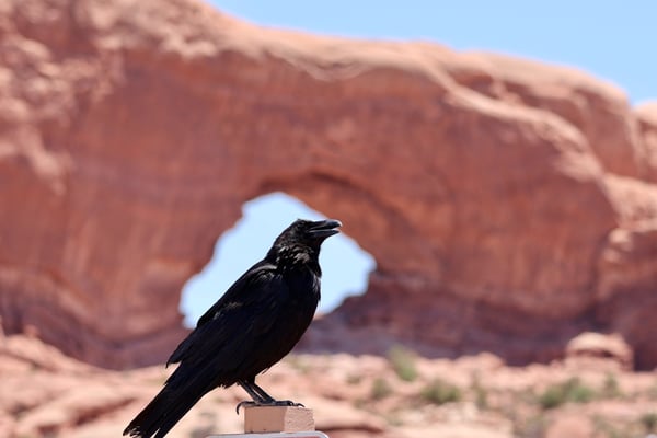 A raven perched on a rock formation frames a natural stone arch in the desert landscape of Moab, Utah. — Moab, Arches & Canyonlands