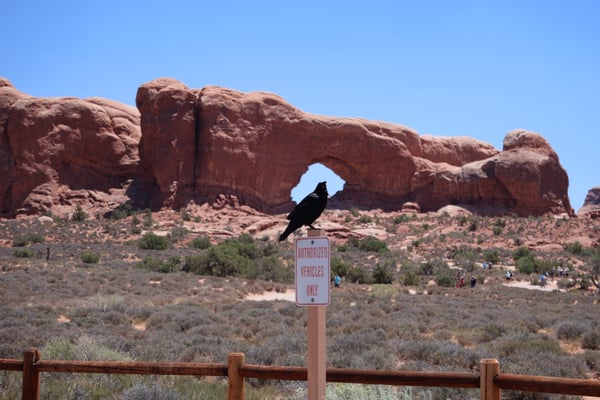 Arch rock formation with natural window opening viewed from parking area in Moab, Utah, with a bird perched on a sign. — Moab, Arches & Canyonlands