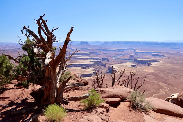 Gnarled juniper tree overlooking the Colorado River and canyonlands from Green River Overlook in Moab, Utah. — Green River Overlook, Moab, Arches & Canyonlands