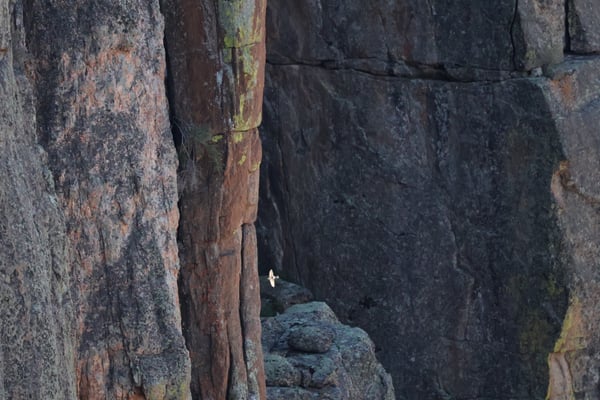 Narrow rock canyon passage with layered stone walls and moss growth at Painted Wall View near Montrose, Colorado. — Painted Wall View, Black Canyon of the Gunnison