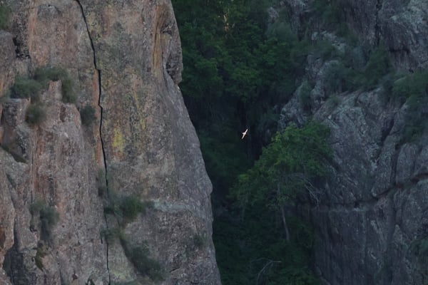 Rock climber on a sheer canyon wall with a rope visible, photographed from the Painted Wall View overlooking a deep… — Painted Wall View, Black Canyon of the Gunnison