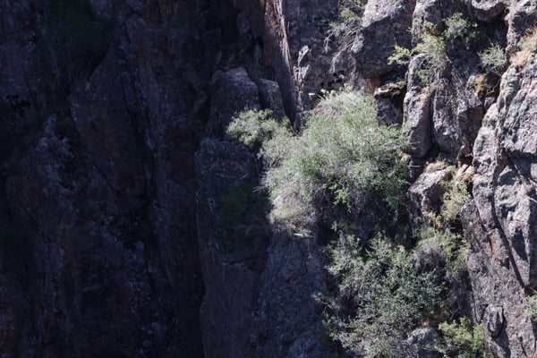 Narrow canyon with towering dark rock walls and desert vegetation at Painted Wall View near Montrose, Colorado. — Painted Wall View, Black Canyon of the Gunnison