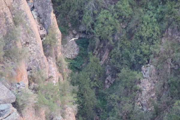 Painted Wall View showing a deep canyon with coniferous forest and dramatic colorful rock formations viewed from an… — Painted Wall View, Black Canyon of the Gunnison