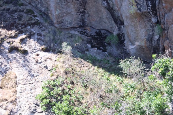 Painted Wall View showing stratified rock formations with desert vegetation and lichen-covered cliff face near… — Painted Wall View, Black Canyon of the Gunnison