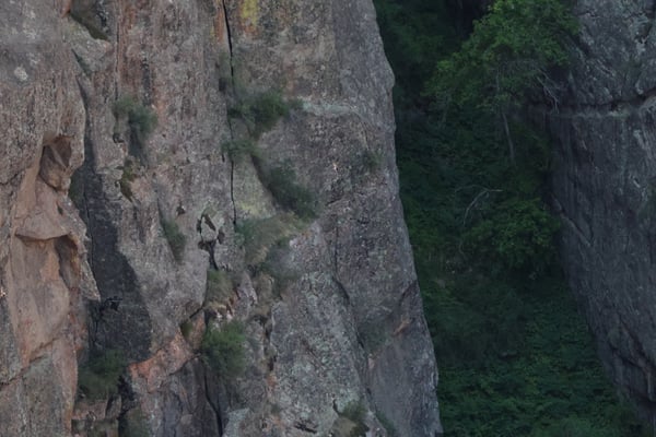 Weathered sandstone cliff face with moss and lichen growth at Painted Wall View near Crawford, Colorado. — Painted Wall View, Black Canyon of the Gunnison