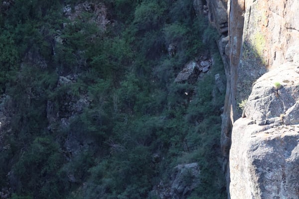 Deep canyon with steep rock walls and dense green vegetation viewed from Painted Wall Trail in Crawford, Colorado. — Painted Wall View, Black Canyon of the Gunnison