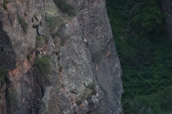 Rock climber ascending Painted Wall, a multicolored cliff face viewed from across the canyon near Crawford, Colorado. — Painted Wall View, Black Canyon of the Gunnison