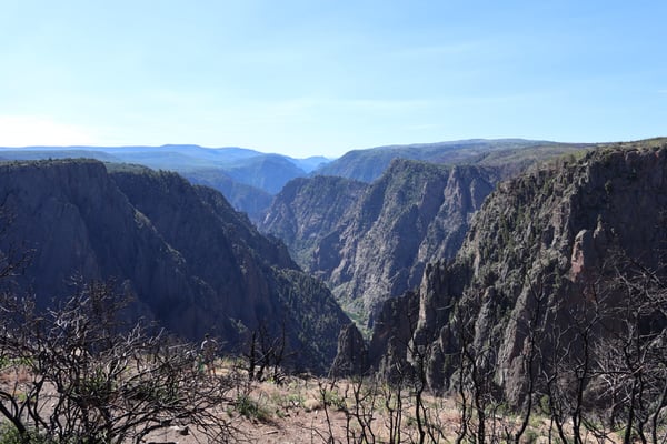 Deep canyon with steep columnar rock formations and forested walls viewed from Tomichi Point overlook in Colorado. — Black Canyon of the Gunnison