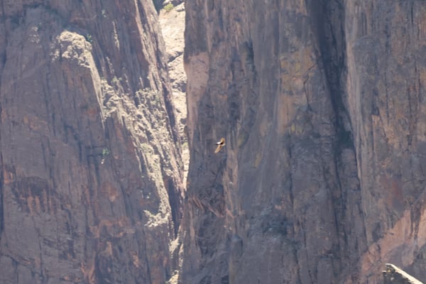 A bird soars through a deep, narrow canyon with towering columnar rock formations at Chasm View, Colorado. — Chasm View, Black Canyon of the Gunnison