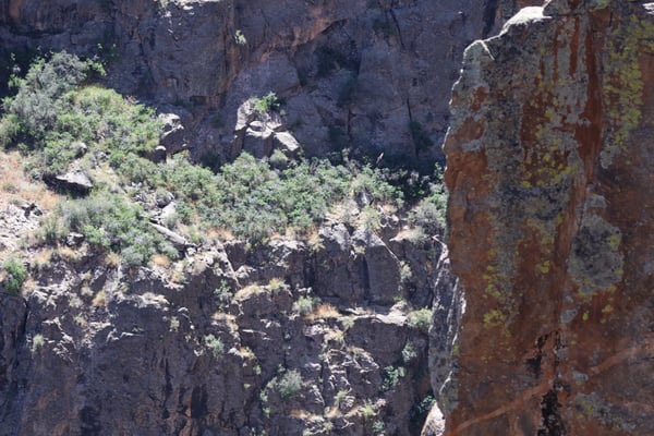 Rocky canyon walls with sparse desert vegetation viewed from Chasm View near Montrose, Colorado. — Chasm View, Black Canyon of the Gunnison