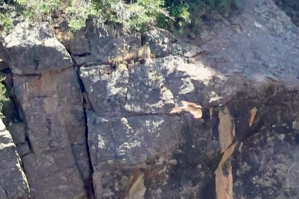 Layered rock formations with lichen and vegetation at Chasm View, a geological landmark near Montrose, Colorado. — Chasm View, Black Canyon of the Gunnison