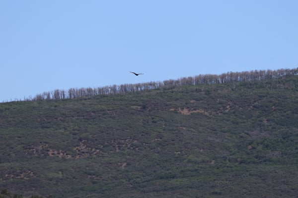 Forested hillside with ponderosa pines and aspen trees at ridge top, with a bird soaring overhead near Rock Point. — Rock Point, Black Canyon of the Gunnison