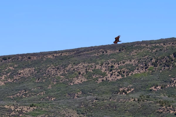 A large bird of prey soars over a forested mountainside with scattered clearings near Rock Point, Colorado. — Rock Point, Black Canyon of the Gunnison