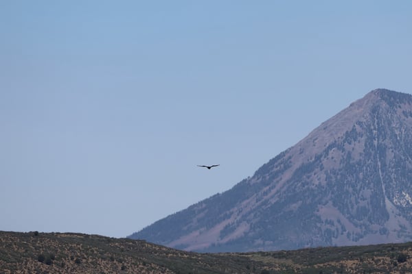 A large bird soars over sagebrush terrain with a forested mountain peak in the background near Rock Point, Colorado. — Rock Point, Black Canyon of the Gunnison