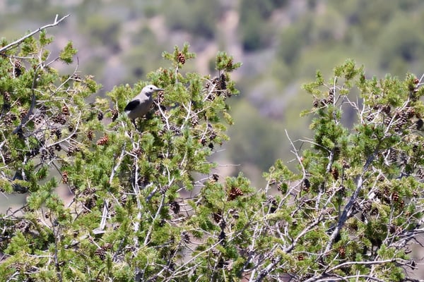 A Clark's nutcracker perched on a conifer branch at Rock Point, Montrose, Colorado. — Rock Point, Black Canyon of the Gunnison