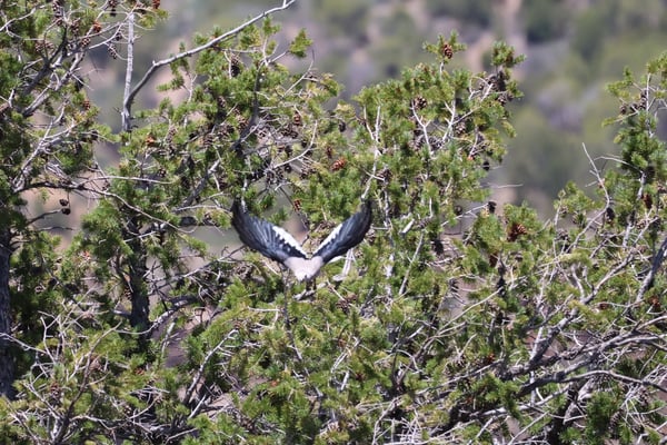 A bird with spread wings in flight above coniferous shrubland at Rock Point, Colorado. — Rock Point, Black Canyon of the Gunnison