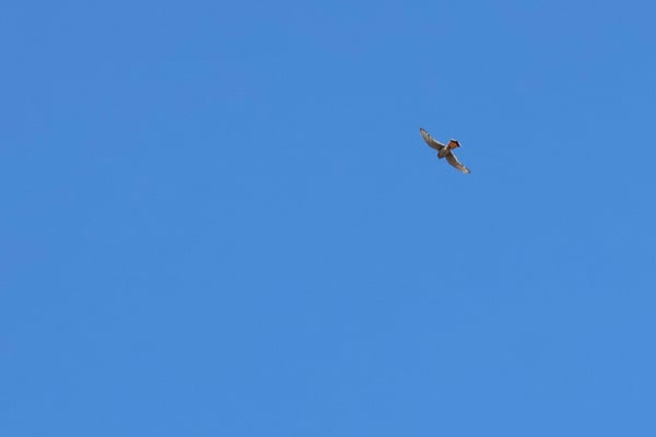 A raptor soars against a clear blue sky near Rock Point, Montrose, Colorado. — Rock Point, Black Canyon of the Gunnison