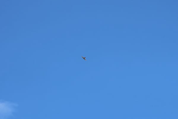 A bird soaring against a clear blue sky above Rock Point near Montrose, Colorado. — Black Canyon of the Gunnison