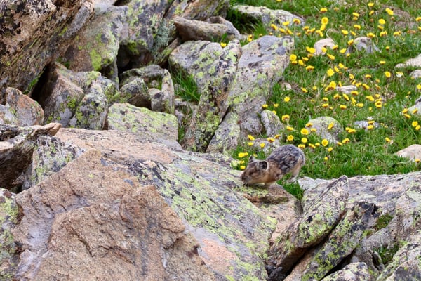 A pika among lichen-covered rocks and alpine wildflowers along the Tundra Communities Trailhead in summer. — Tundra Communities Trailhead, Rocky Mountain National Park