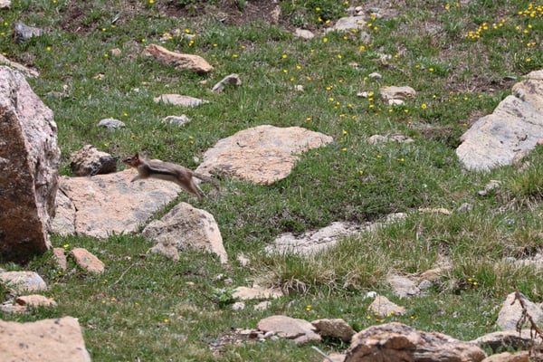 A marmot traverses rocky alpine tundra dotted with wildflowers at Tundra Communities Trailhead in the Colorado Rockies. — Tundra Communities Trailhead, Rocky Mountain National Park