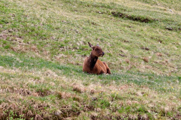 A resting elk in alpine meadow along Trail Ridge Road near Estes Park, Colorado. — Rocky Mountain National Park