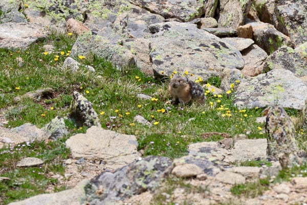 Marmot foraging among alpine wildflowers and lichen-covered rocks on the Tundra Communities Trail. — Tundra Communities Trailhead, Rocky Mountain National Park