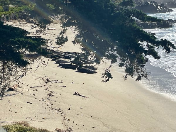 Sandy beach with driftwood and rocky outcrops viewed from Sunset Point Overlook, with waves and coastal cliffs visible. — Big Sur & the Highway 1 Coast